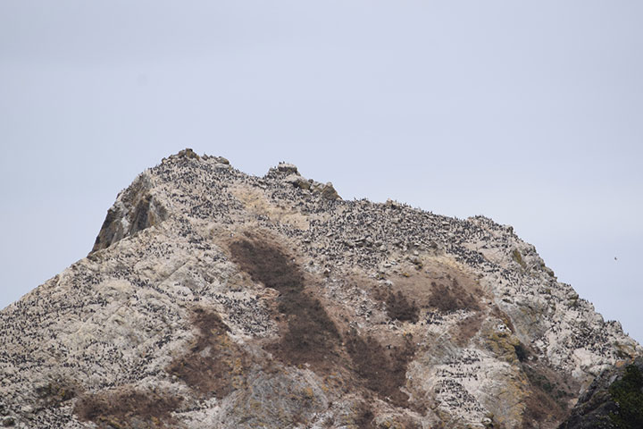 hundreds of birds on a large rock